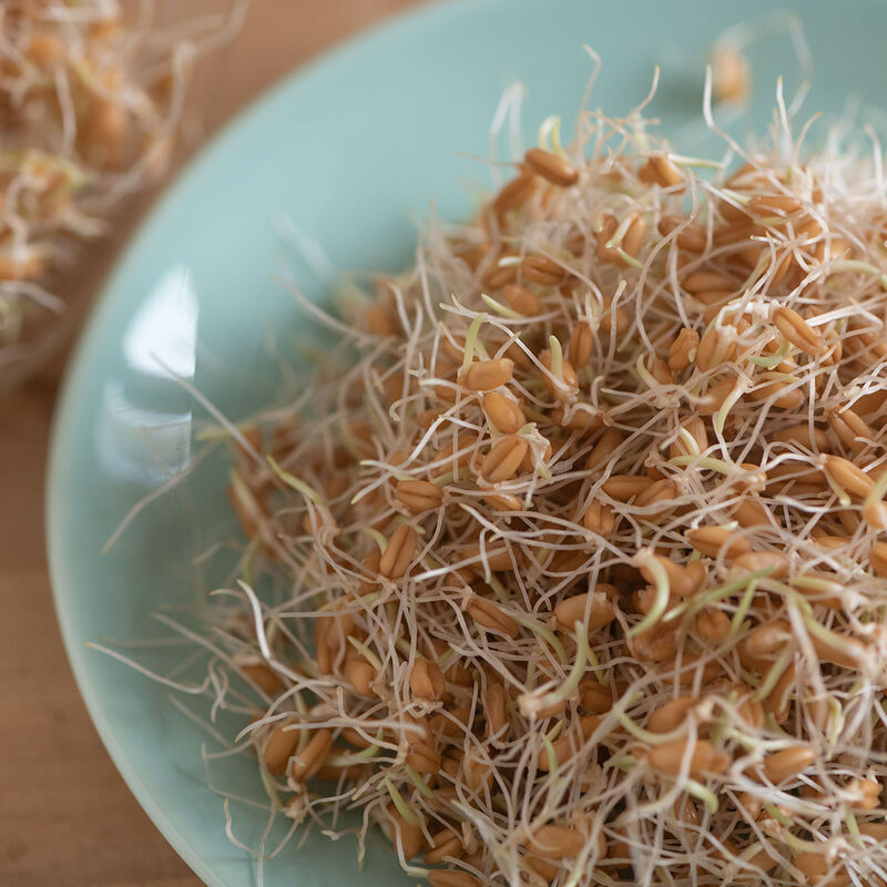 Wheat Hard Red Winter - Semillas Orgánicas para Brotes de Trigo