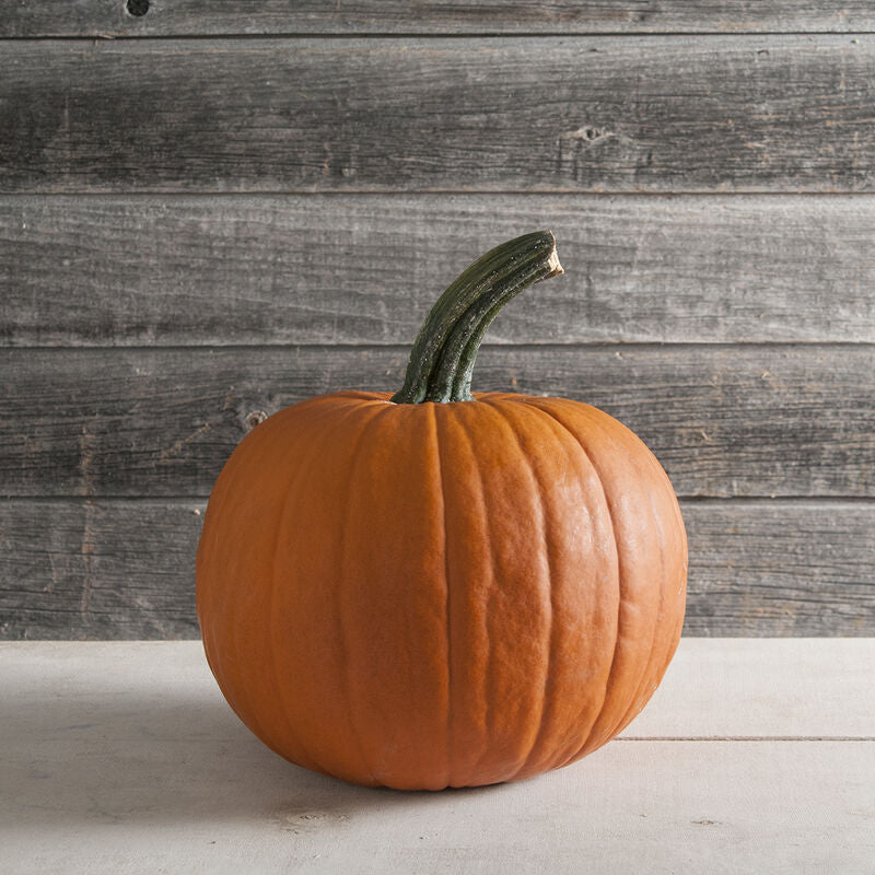 Racer - Semillas Orgánicas (F1) de Calabaza