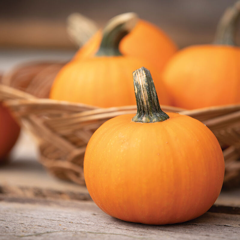 Wee-B-Little - Semillas de Calabaza Redonda