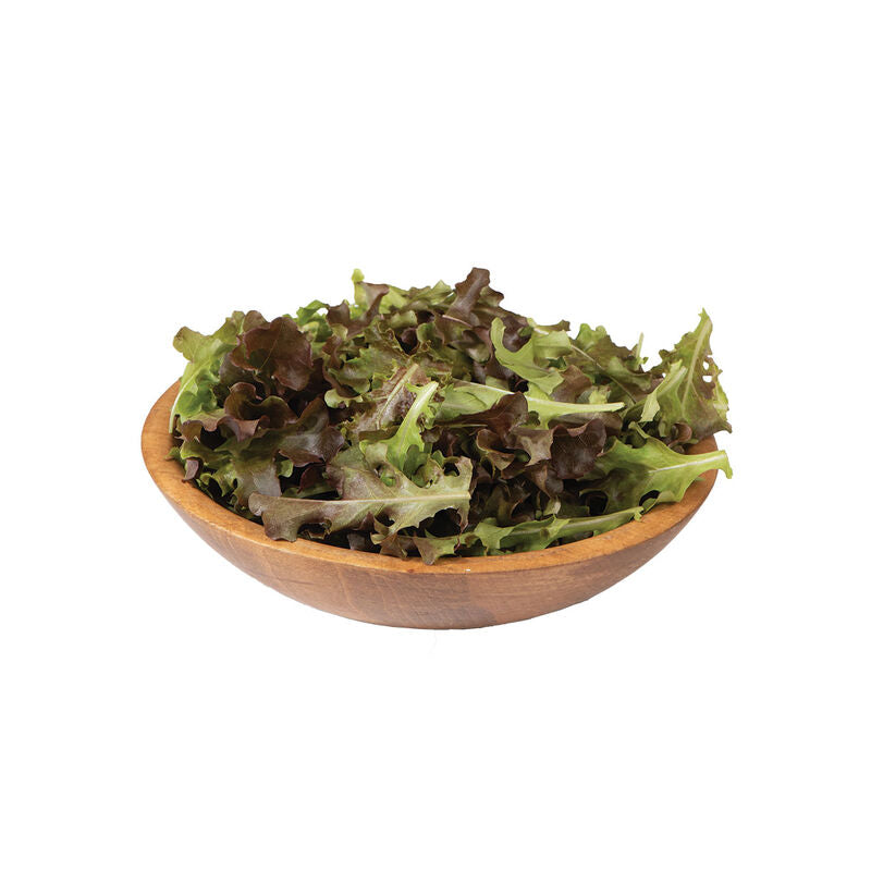 Red Saladbowl - Semillas de Lechuga Roja Orgánica