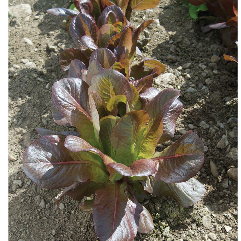Rouge d'Hiver - Semillas de Lechuga Francesa Orgánica
