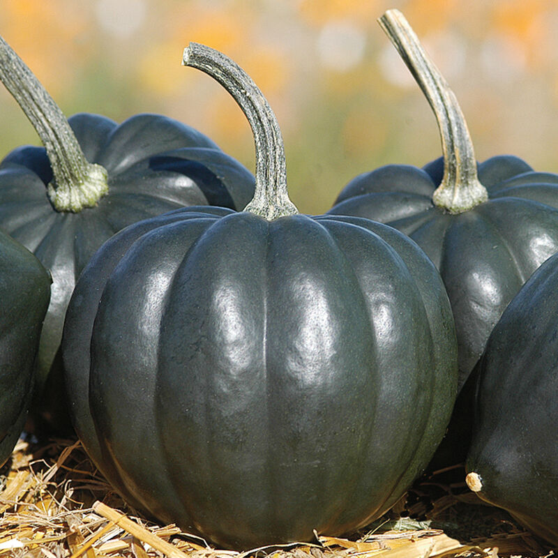 Tiptop PMR - Semillas Orgánicas (F1) de Calabaza Bellota