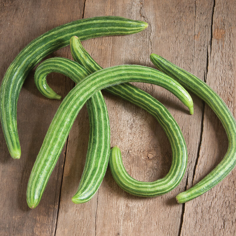 Semillas de pepino orgánico