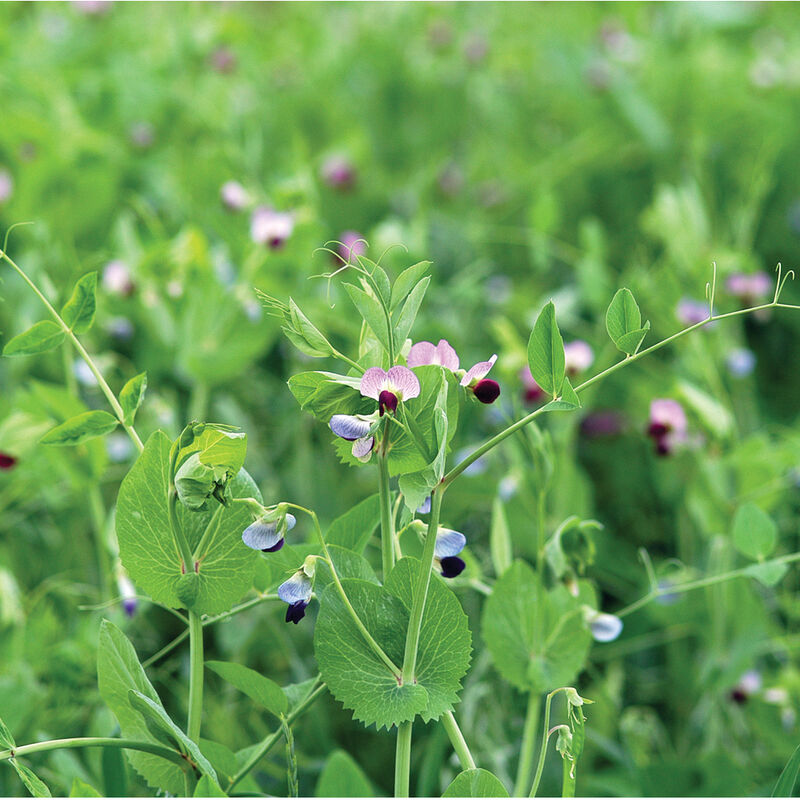 Field Peas (Maxum) -  Semillas de Guisantes para Abono Verde