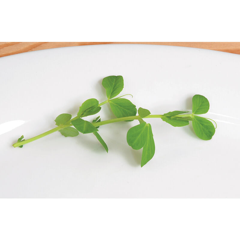 Field Peas (Maxum) -  Semillas de Guisantes para Abono Verde