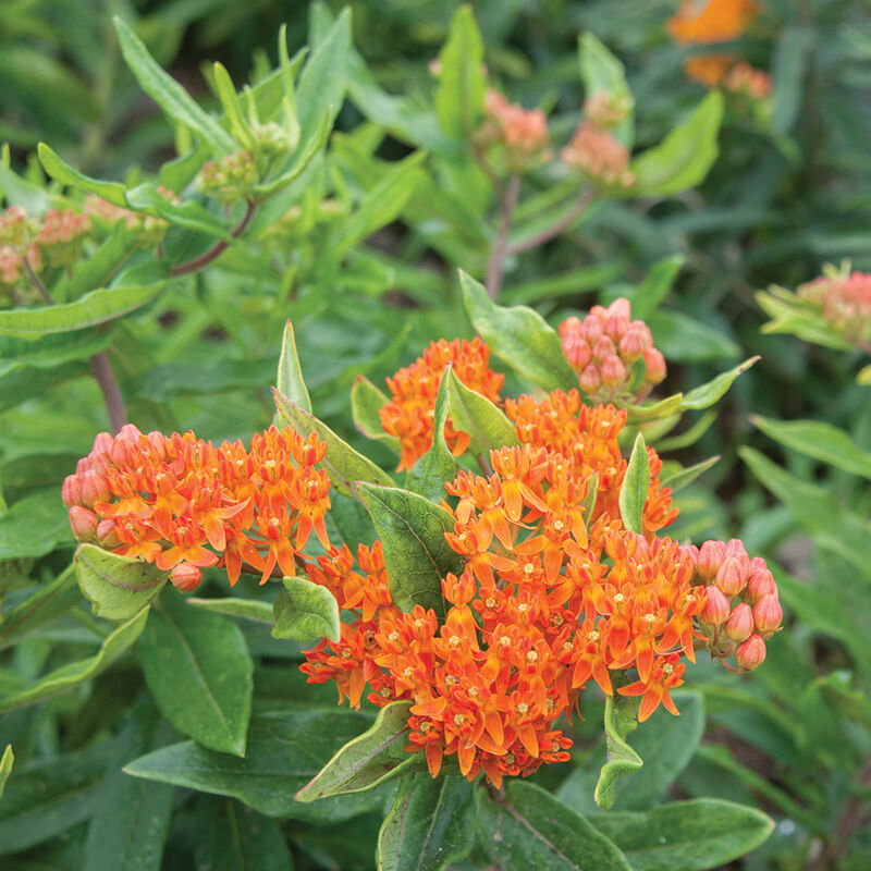 Pleurisy Root - Semillas de Flor Asclepias / Algodoncillo