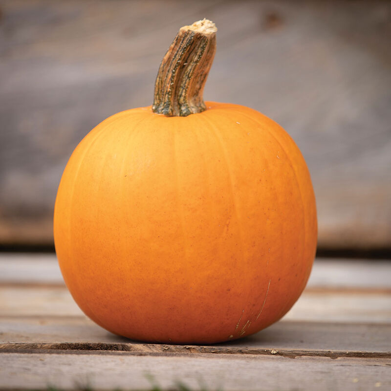 Orange Smoothie - Semillas F1  de Calabaza Redonda