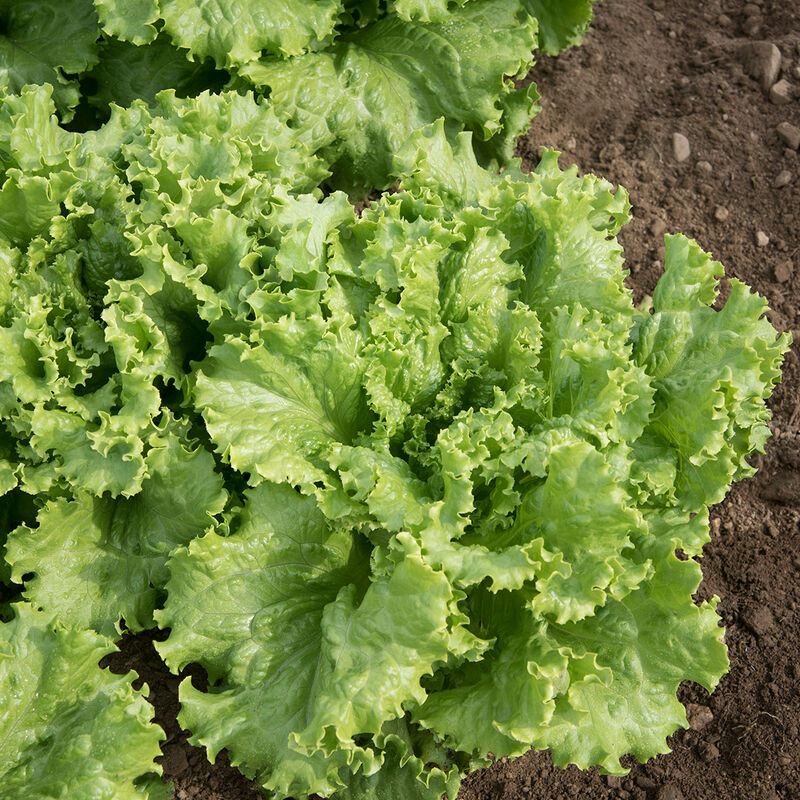 Tropicana - Semillas de Lechuga Batavia Orgánica