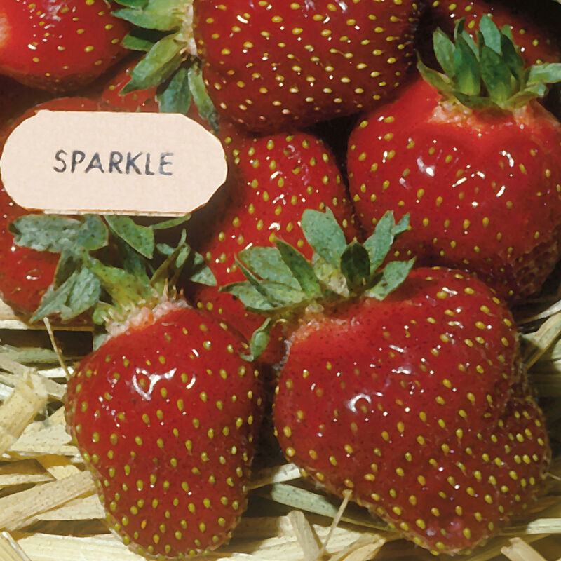 Sparkle - Plantas de Fresa