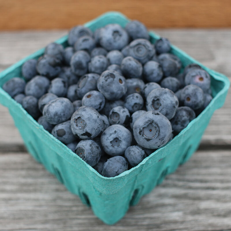 Blueberry Plant Collection - Semillas de Arándanos