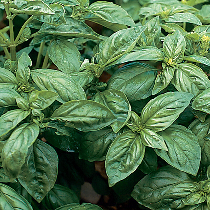 Genoveser - Semillas de Albahaca