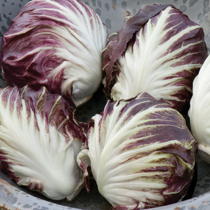 Leonardo (F1) Semilla de radicchio