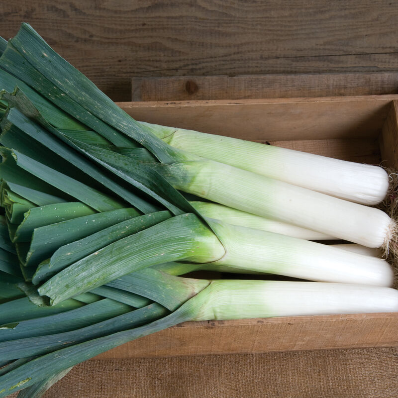 Jumper - Semillas (F1) de Puerro