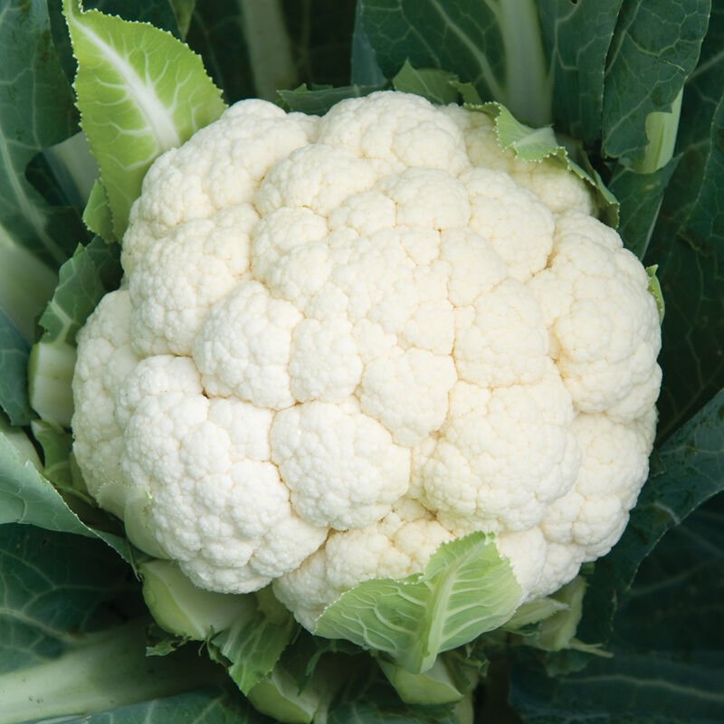 Fujiyama
(F1) Semilla de coliflor