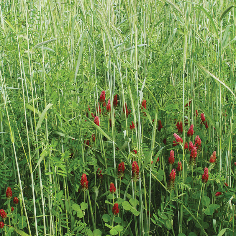 Fall Green Manure Mix - Semillas de Mezcla para Abono Verde