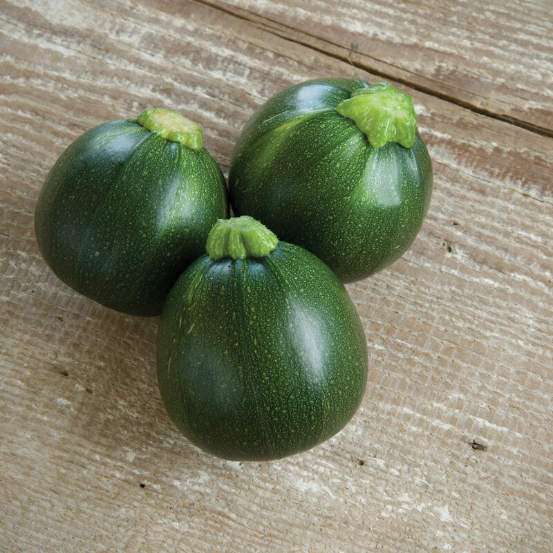 Eight Ball - Semillas F1  de Calabaza Redonda