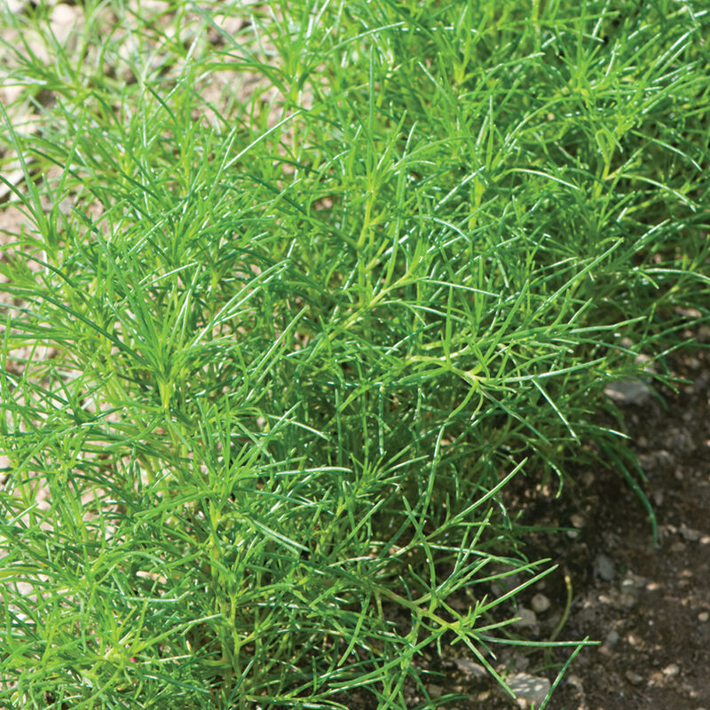 Saltwort - Semillas de Hierba Okahijiki
