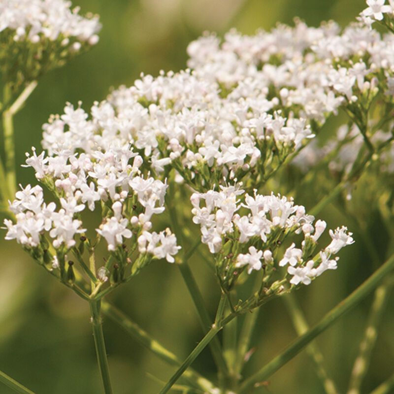 Semilla Valeriana Común