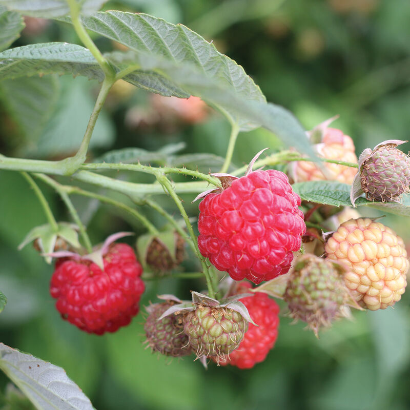 Encore - Plantas de Frambuesa