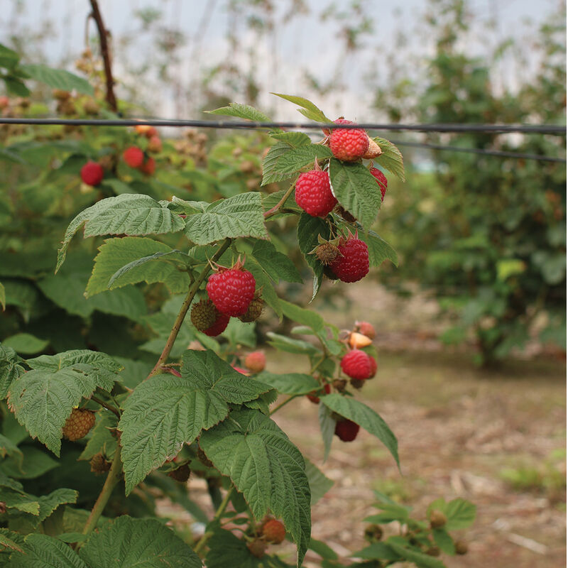 Encore - Plantas de Frambuesa