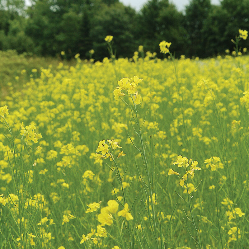 Mighty Mustard Pacific Gold - Semillas de Mostaza para Abono Verde