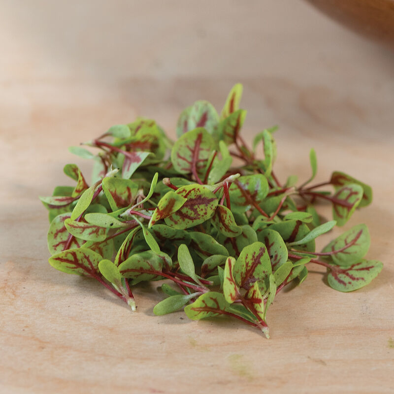 Sorrel Red Veined - Semillas de Germinados de Acedera