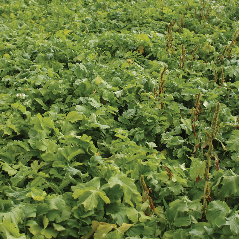 Oilseed Radish - Semillas de Rábano para Abono Verde