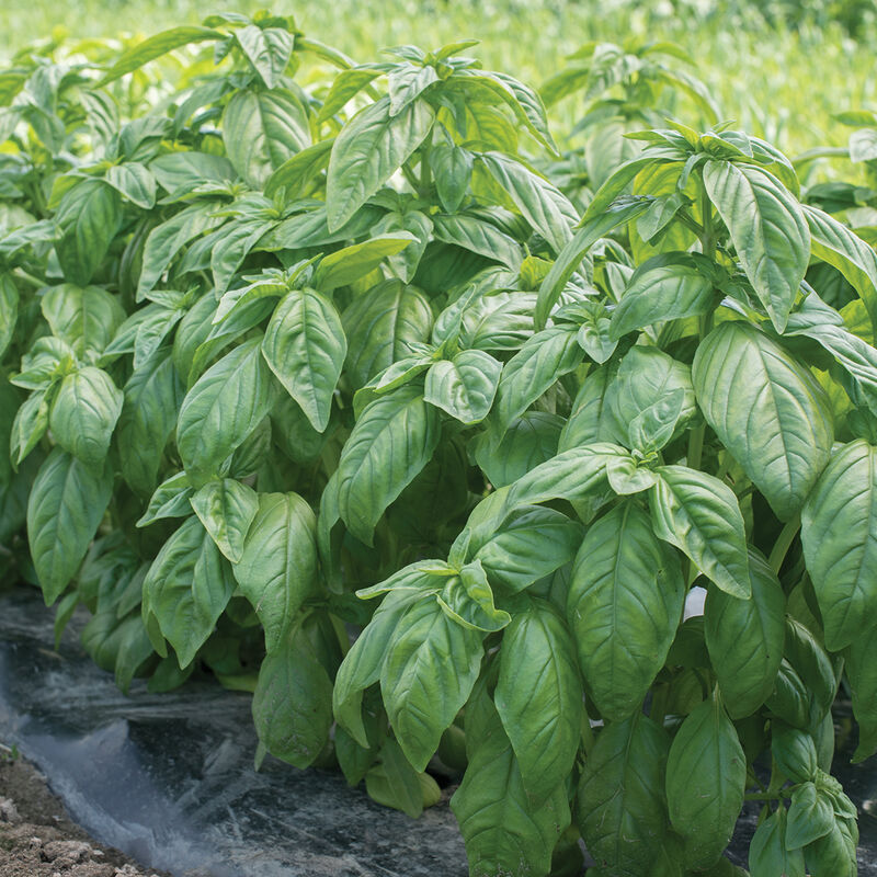 Genovese Compact Improved - Semillas de Albahaca Genovesa