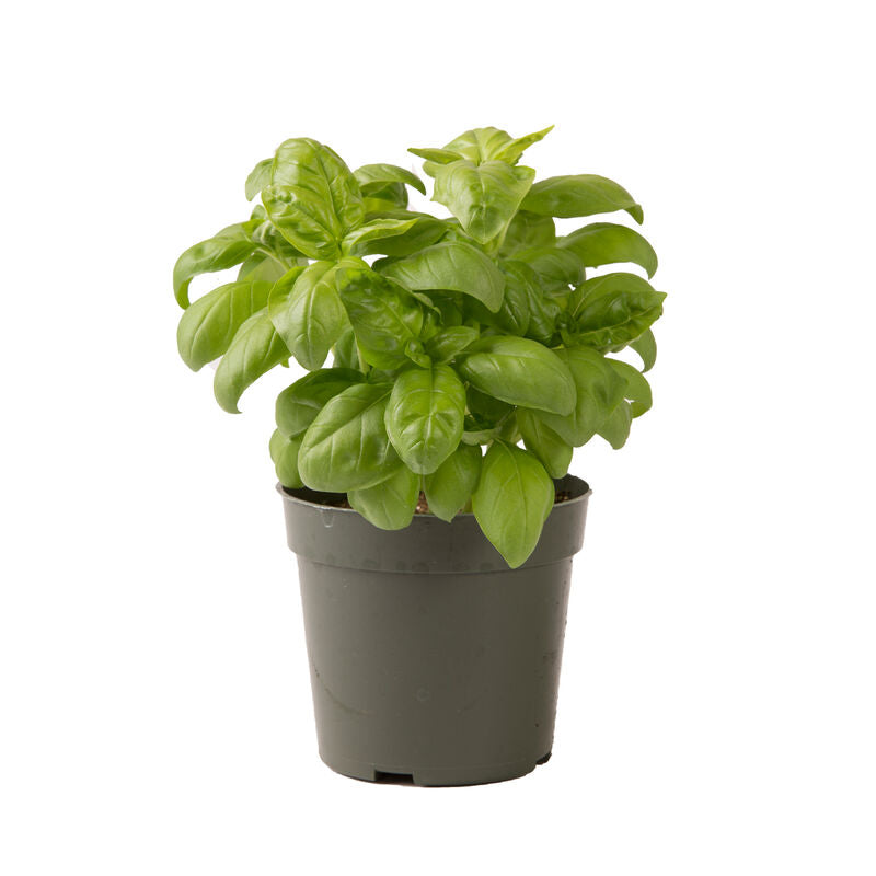 Genovese Compact Improved - Semillas de Albahaca Genovesa