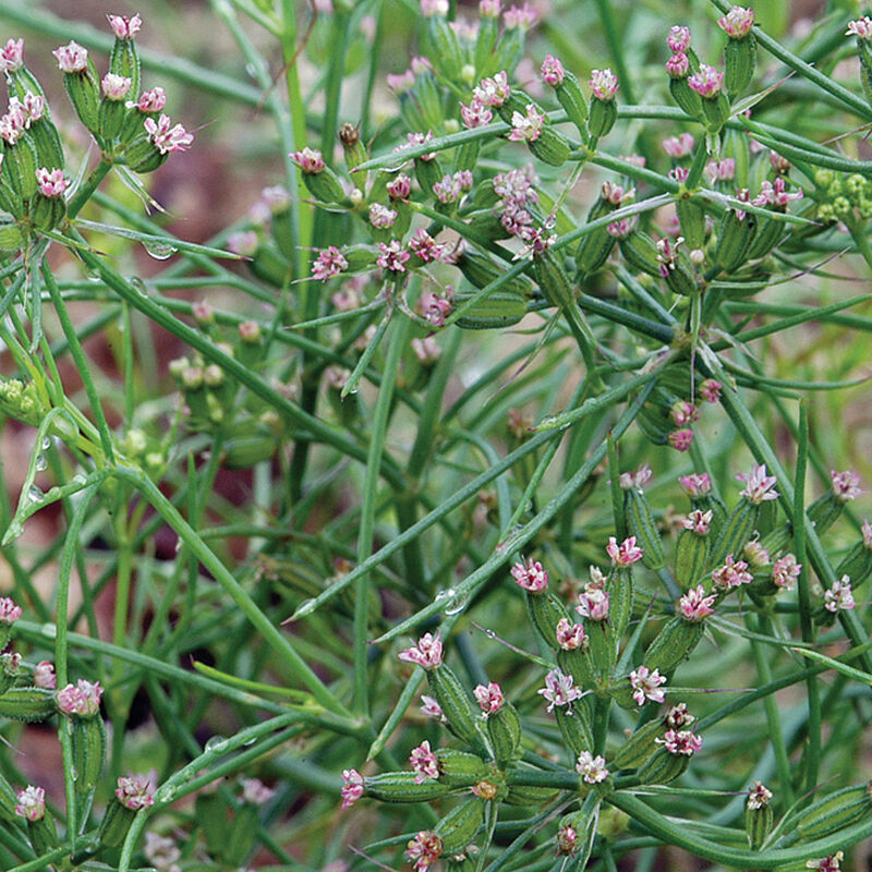 Cumin - Semillas de Comino