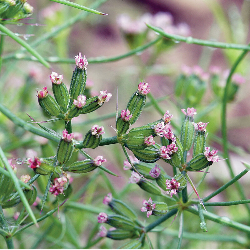Cumin - Semillas de Comino