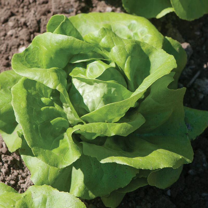 Rex - Semilla de lechuga peletizada