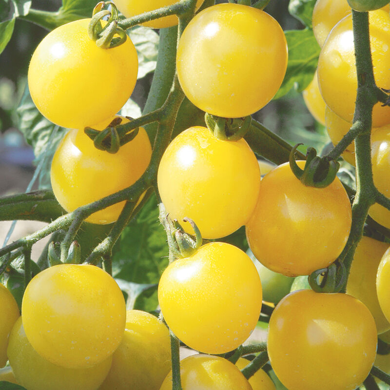 White Cherry - Semillas de Tomate Cherry Amarillo Orgánico