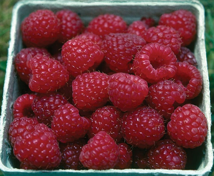 Nova - Plantas de Frambuesa