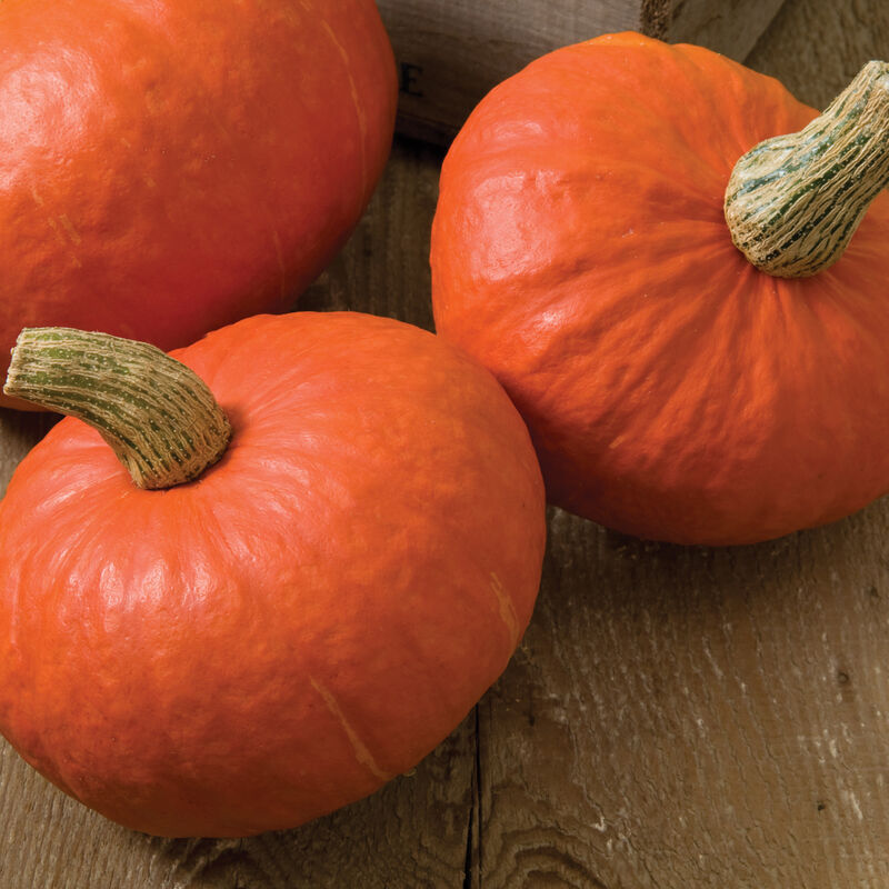 Sunshine - Semillas Orgánicas (F1) de Calabaza Kabocha