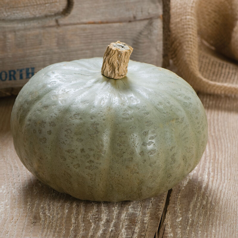 Winter Sweet - Semillas Orgánicas (F1) de Calabaza Kabocha
