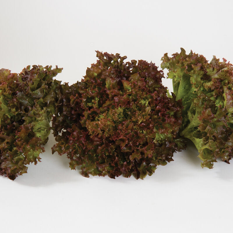 Salanova Roja Incised Semilla de lechuga peletizad