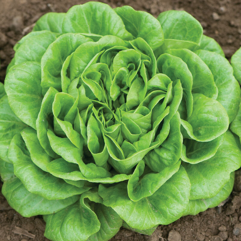 Salanova® Green Butter- Semillas de lechuga peletizadas