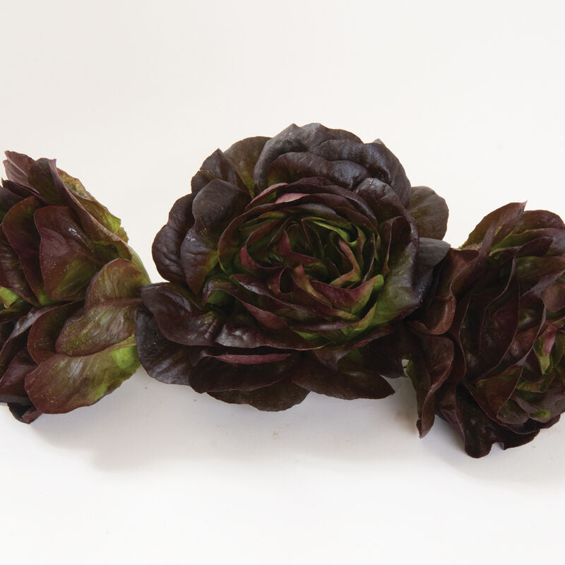 Salanova Red Butter Semilla de lechuga peletizada