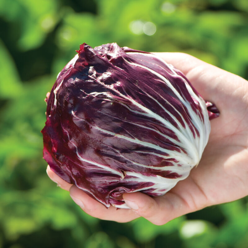 Perseo Semilla de radicchio