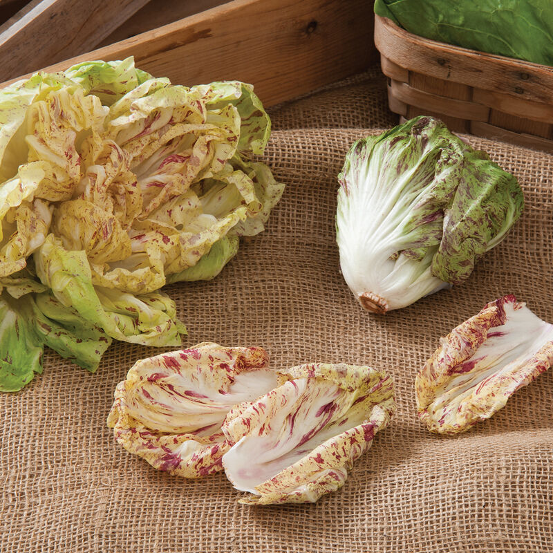 Bel Fiore Semilla de radicchio