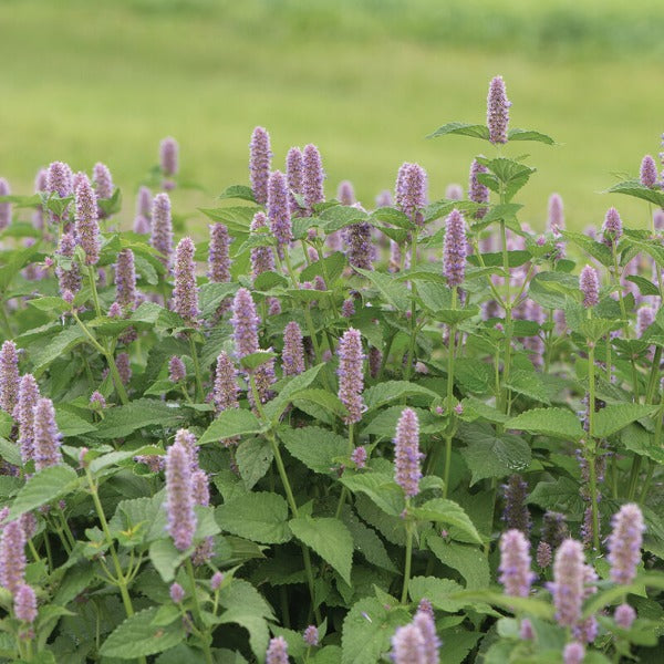 Anise Hyssop - Semillas Orgánicas de Anís Hisopo Comestibles