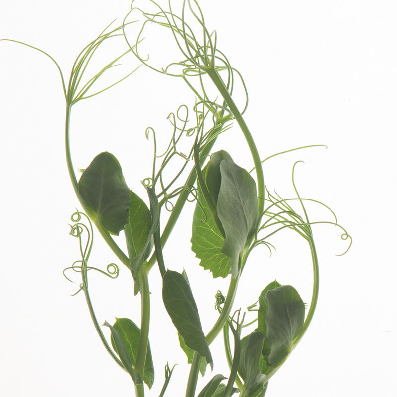 Tendril Pea - Semillas Orgánicas para Brotes de Guisante Zarcillo