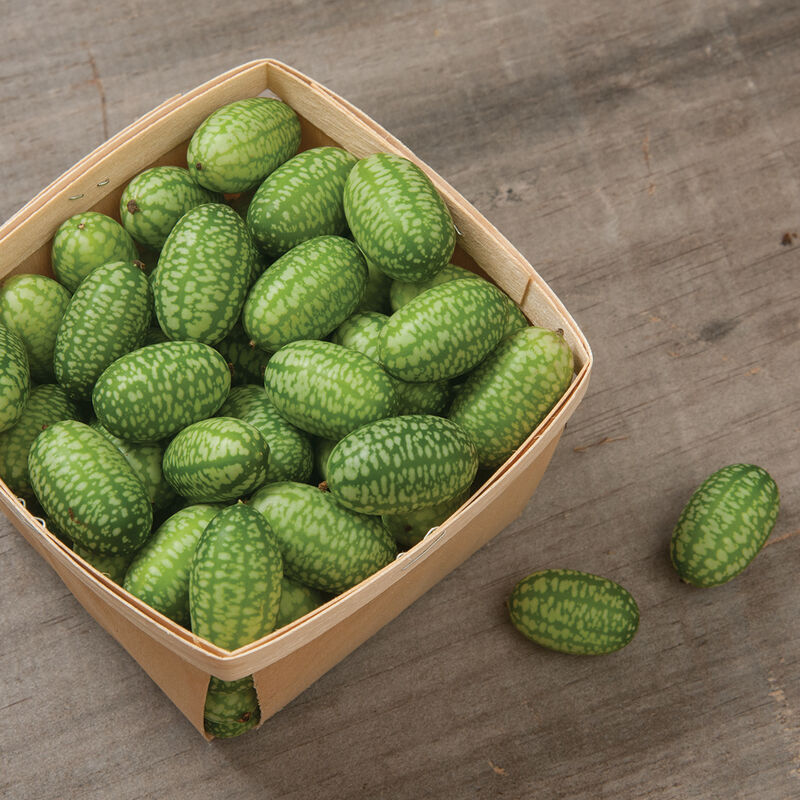 Mexican Sour Gherkin - Semilla de pepino