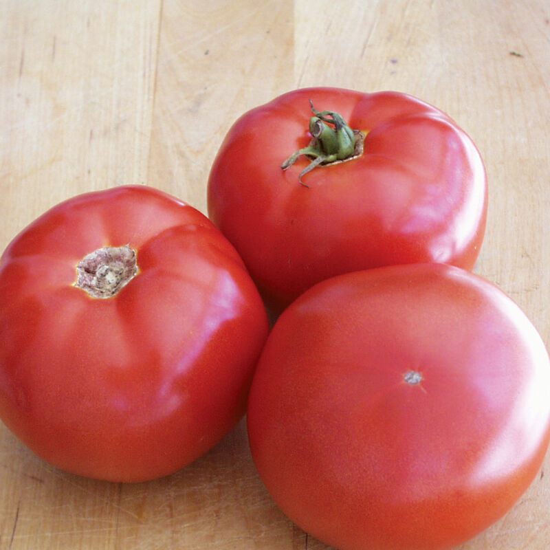 BHN 589 Semilla de tomate (F1)
