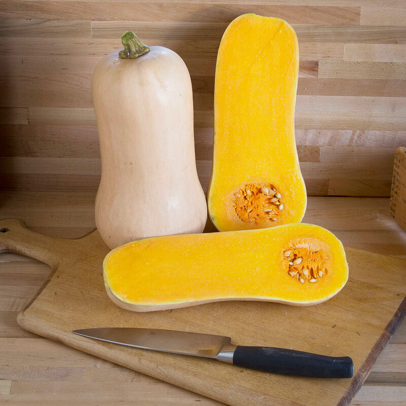 Waldo PMR - Semillas Orgánicas F1 de Calabaza Moscada