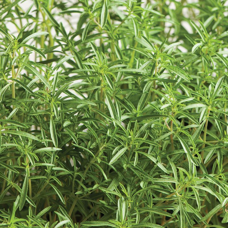 Compact Summer Savory - Semillas de Ajedrea