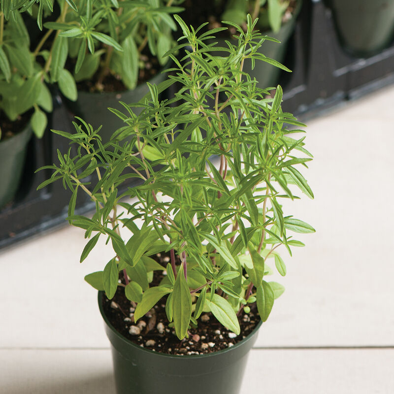 Compact Summer Savory - Semillas de Ajedrea