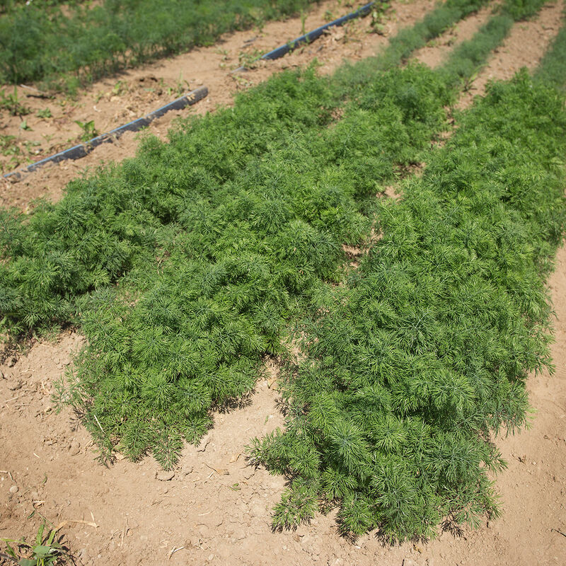 Teddy - Semillas de Eneldo