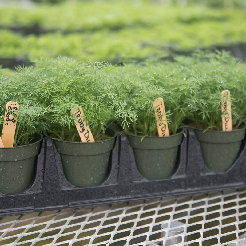 Teddy - Semillas de Eneldo